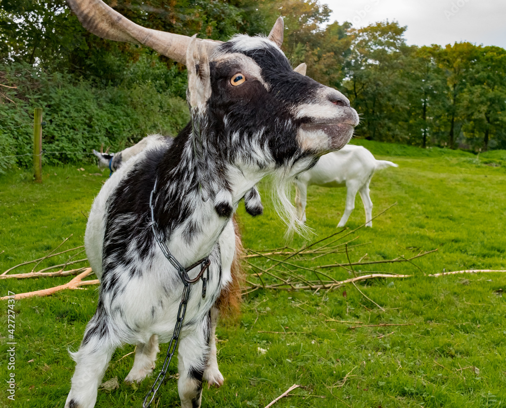 Φωτογραφία WILDLIFE, FARM, GERMANY - A portrait of a beautiful billy goat that lives in the pasture on the North Sea coast in Germany