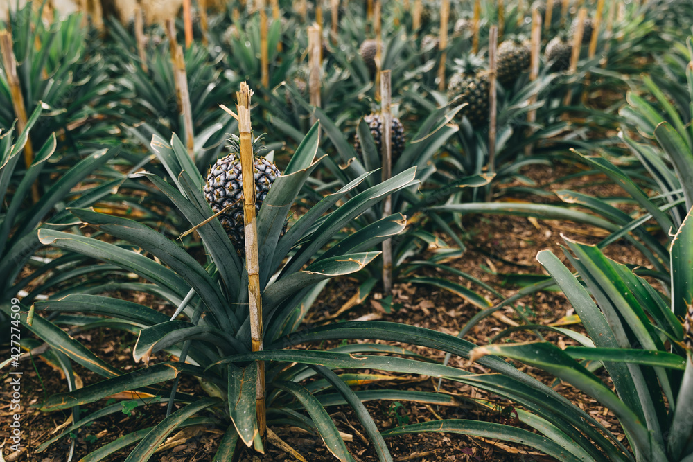 Obraz premium This picture shows a pineapple fruit in the garden, it is a tropical fruit grown on a plantation.