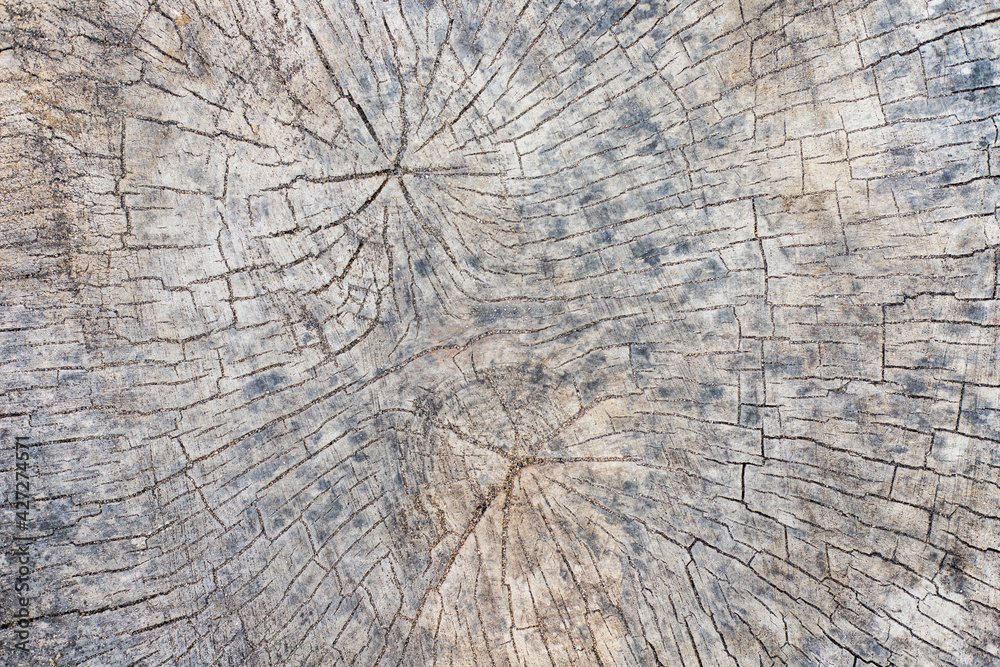 Fototapeta premium Wooden old stump textured background in the forest