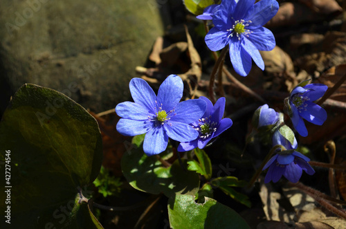 Hepatica nobilis - Common Hepatica  liverwort  kidneywort  pennywort  Anemone hepatica