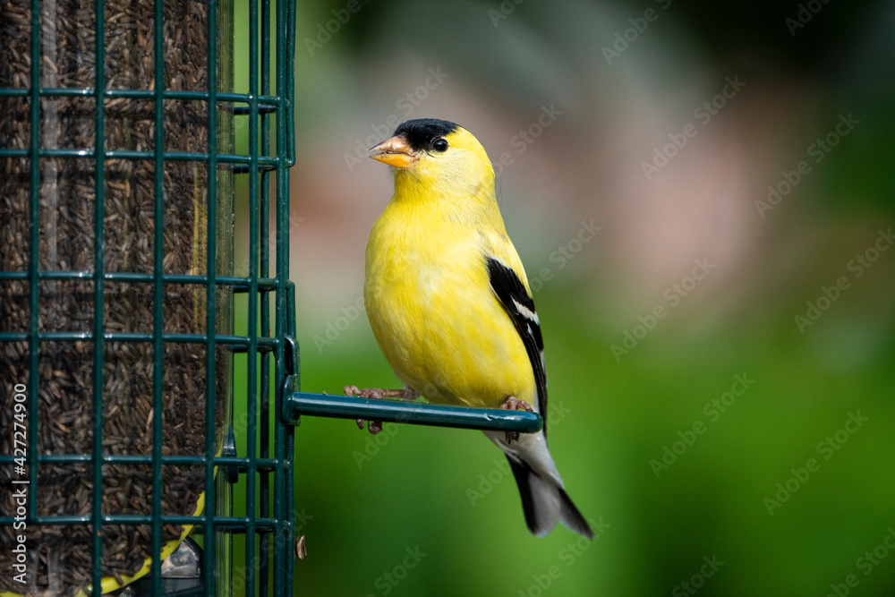 Obraz premium American Goldfinch perched at bird feeder
