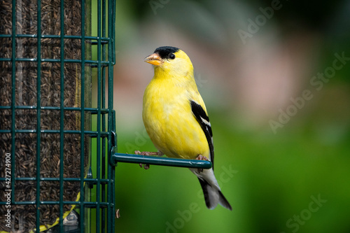 American Goldfinch perched at bird feeder