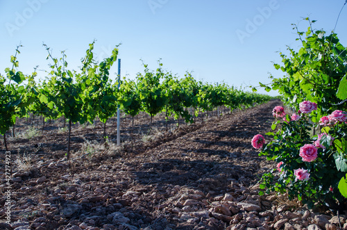 Rose bushes at the end of the vineyard trellis.