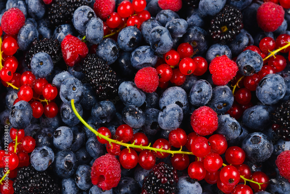 Blackberry, raspberry, blueberry, red currant and mint background. Blackberry, raspberry, blueberry, red currant and mint background.