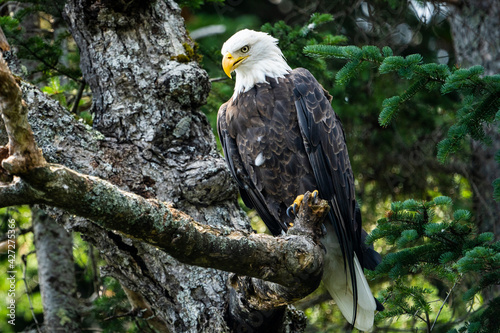 Bald eagle perched high in a tree over a lake in a national park photo