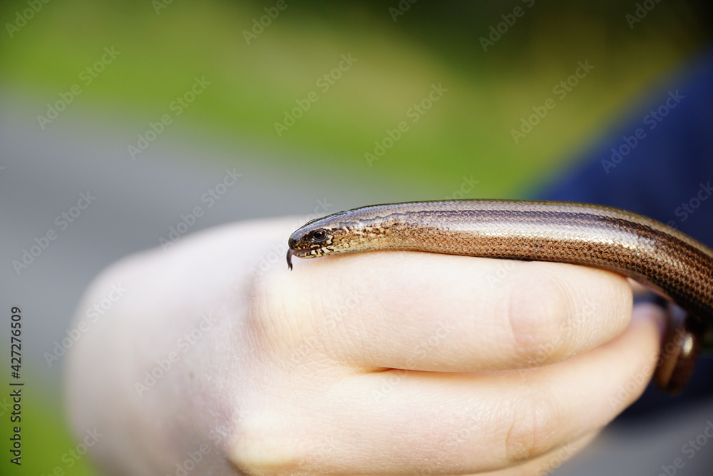 Fototapeta premium Blindschleiche die sich in der Hand windet