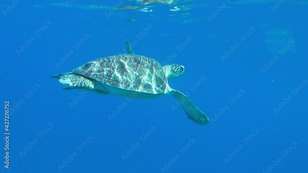 sea turtle swims underwater sea turtle swims underwater