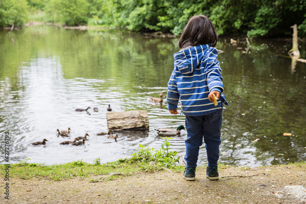 Cute little child feeding ducks in the pond in a park Cute little child feeding ducks in the pond in a park