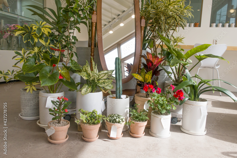 Flower shop modern interior. Flower sale of indoor plants in pots.