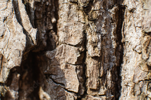 Oak tree bark texture macro. Sunny woods detail