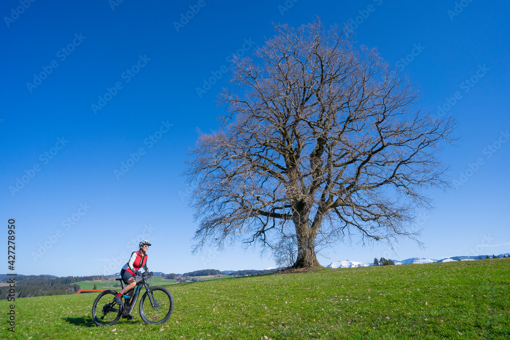 Fototapeta premium senior woman mountainbiking on a e-mountainbike in early spring below a huge old tree with snow covered Mount Hochgrat in background, in the Allgaeu Area, a part of the bavarian alps,Germany