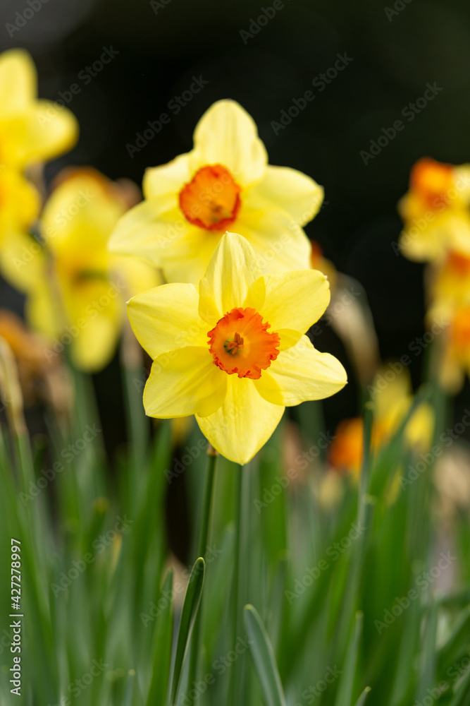 Yellow daffodil narcissus Love Day Easter flowers blooming in the spring, green background Yellow daffodil narcissus Love Day Easter flowers blooming in the spring, green background
