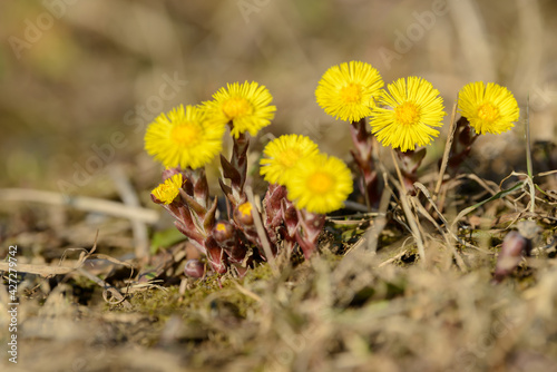Coltsfoot or foalfoot medicinal wild herb. Farfara Tussilago plant growing in the field. Young flower used as medication ingredients. Meadow spring blooming grass. Group of beautiful yellow flowers.