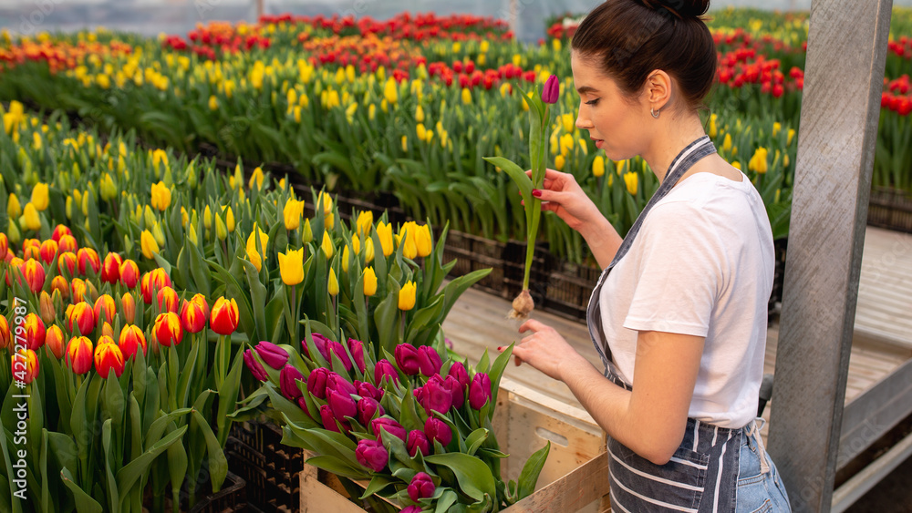 Beautiful young smiling girl holding flowers, worker with flowers in greenhouse. Concept work in the greenhouse, flowers. plenty of flowers. Copy space – stock image, tulip garden Beautiful young smiling girl holding flowers, worker with flowers in greenhouse. Concept work in the greenhouse, flowers. plenty of flowers. Copy space – stock image, tulip garden