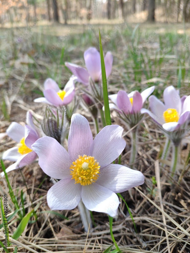 Spring flowers pulsatilla vernalis on a natural background, detailed macro view. Spring flowers pulsatilla vernalis on a natural background, detailed macro view.