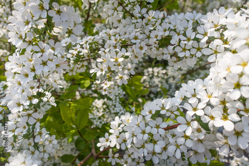 Fototapeta Naklejka Na Ścianę i Meble -  Spring blooming shrub with many white flowers Spirea.