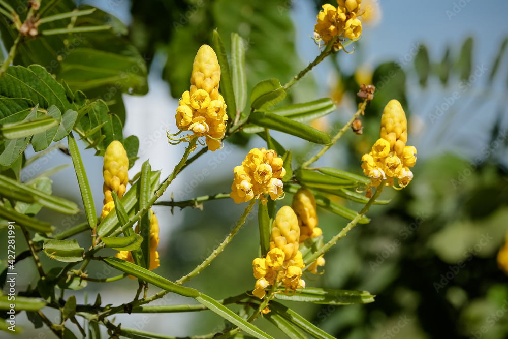 Linda flor amarela de outono no campo. Linda flor amarela de outono no campo.