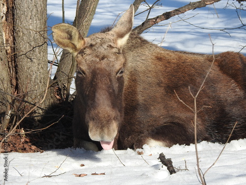 Moose tongue