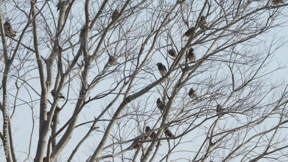 Flock Of White-cheeked Starling Birds Sitting On Bare Tree Branches During Winter In Tokyo, Japan. - Static Shot Flock Of White-cheeked Starling Birds Sitting On Bare Tree Branches During Winter In Tokyo, Japan. - Static Shot