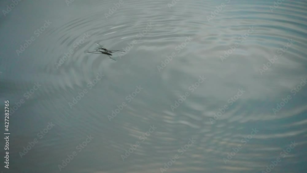 Slow motion shot of water strider skipping across the water in Tokyo, Japan.