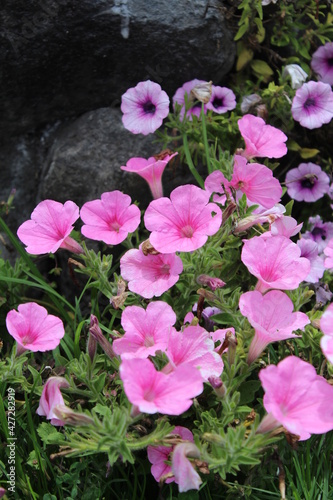 Trumpet Flowers