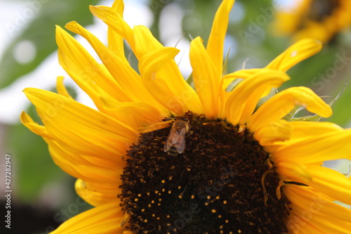 Bee in a sunflower