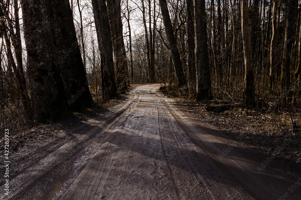 Obraz premium Path in the woods