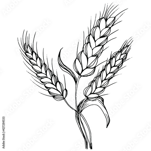 Wheat ears hand drawings. Engraving vintage illustration symbol of protection and safety. Antique vintage engraving illustration for logo