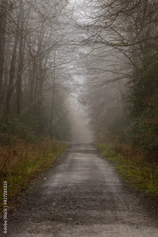 Obraz premium Wege durch den Wald
