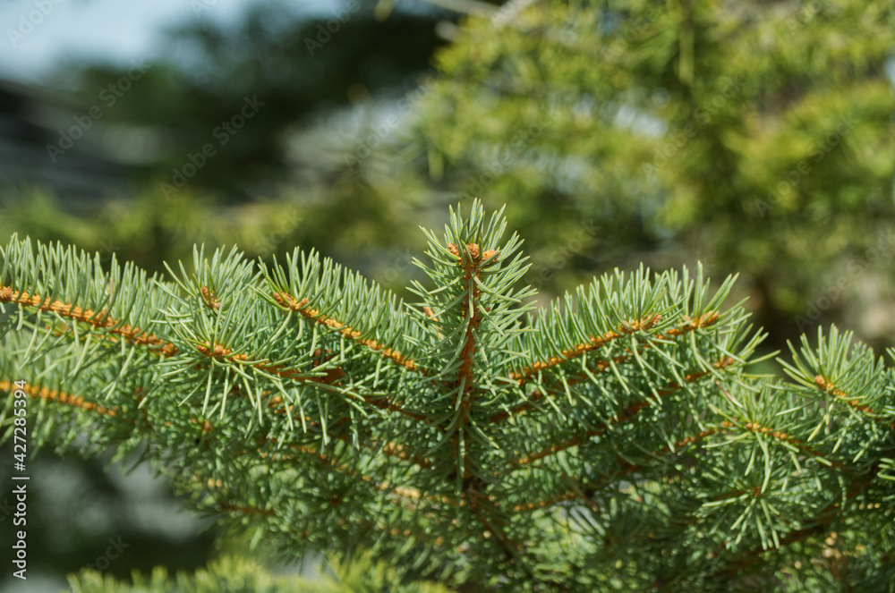 Close Up of Pine Needles