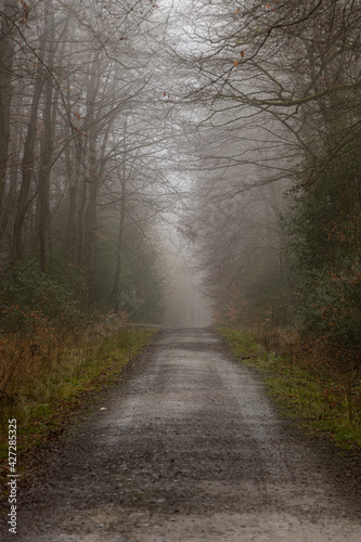 Wege durch den Wald © MH Foto