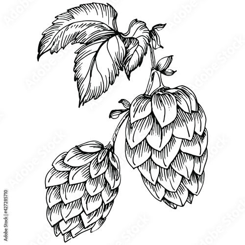 Hop plant hand drawing vintage clip art. Humulus logo or tattoo highly detailed in line art style concept. Black and white isolated. Antique vintage engraving illustration for emblem