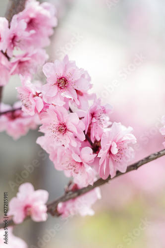 Armeniaca mumeBeauty mei blooming in spring