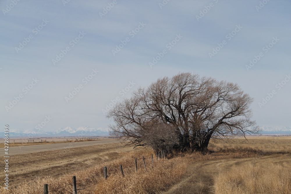 Tree Wave to the Mountains