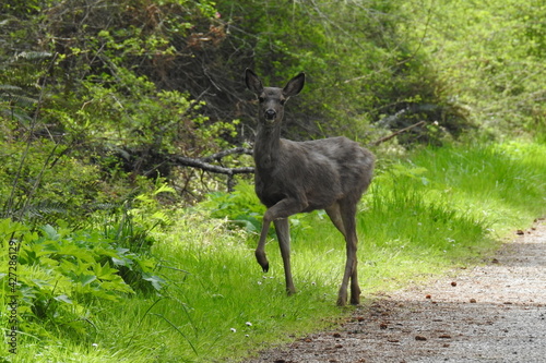 A Columbian black-tailed deer living on Whidbey Island  in the Pacific Northwest  Washington State.