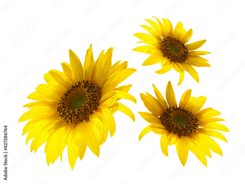 A few Yellow sunflowers isolated on white background A few Yellow sunflowers isolated on white background