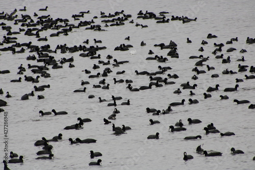Duck migration