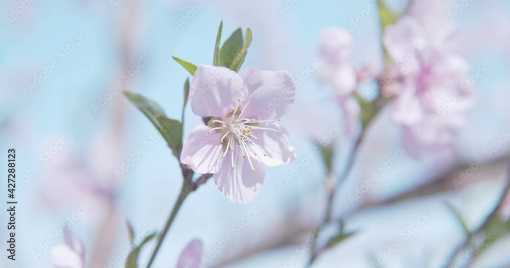 Blooming pink spring flowers close up. Background of blooming flowers. Nature. Flower. Spring time Blooming pink spring flowers close up. Background of blooming flowers. Nature. Flower. Spring time