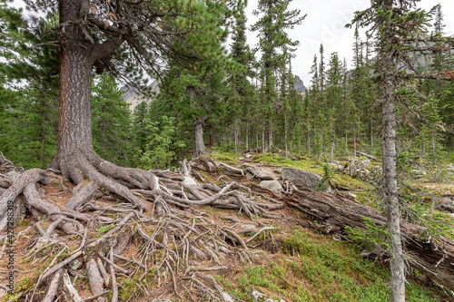 Siberian cedar roots grow outward in the taiga