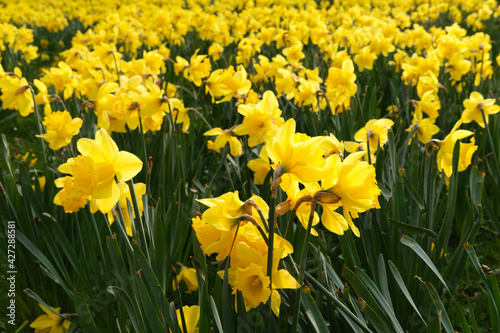 daffodils in spring © Max
