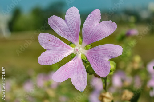 Pale pink flower on blue green background