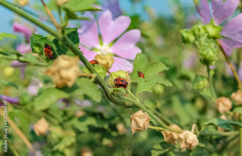 Small insects of red color against a background of flowers and greenery