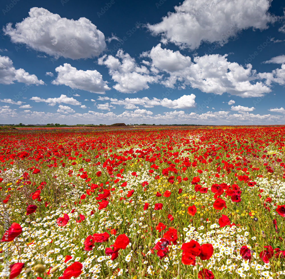 Fototapeta premium Nice colorful poppy field in spring
