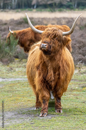 A curious Scottisch highlander cow staring straight into the camera on the meadow field of Bussemerheide. 