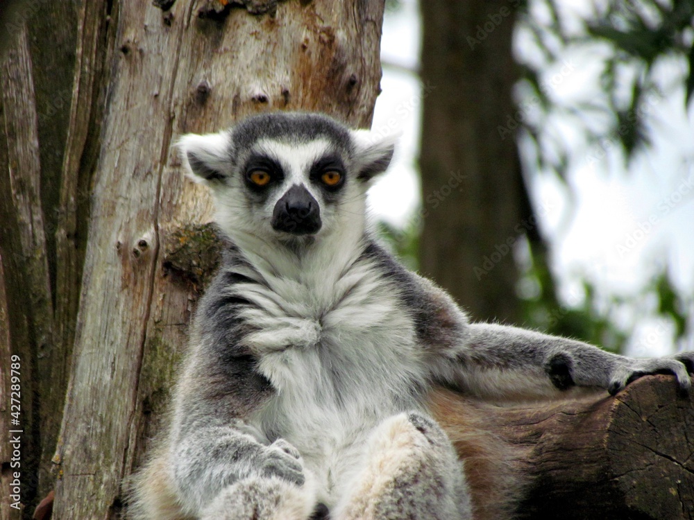 Obraz premium lemur