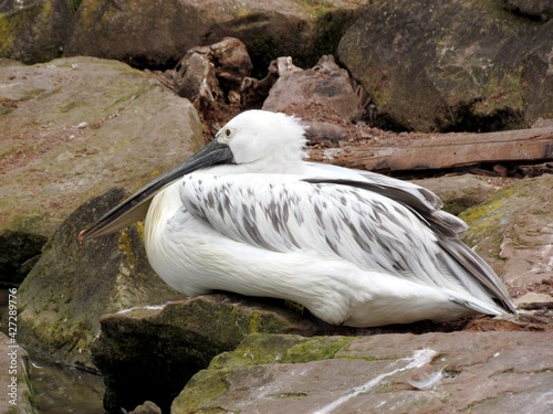 pelicans photo