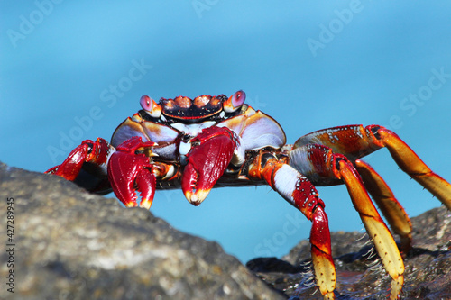 rote_Klippenkrabbe