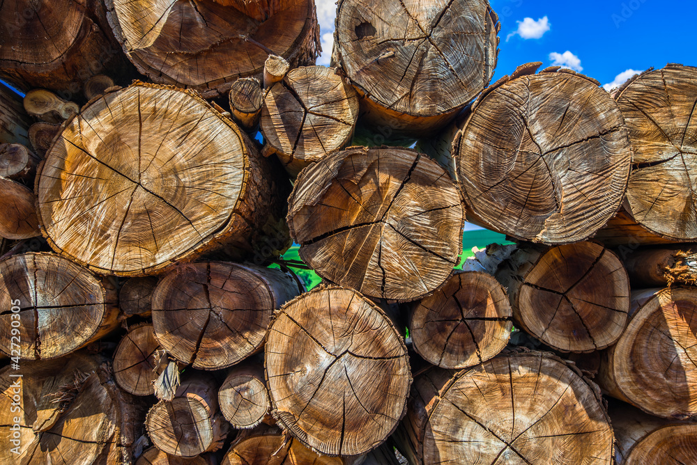 Firewood. Tree firewood, thermal energy. Firewood. Tree firewood, thermal energy.