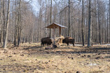 a group of zubrs eats hay from a feeder. The European bison (Bison bonasus) or the European wood bison, also known as the wisent or zubr.