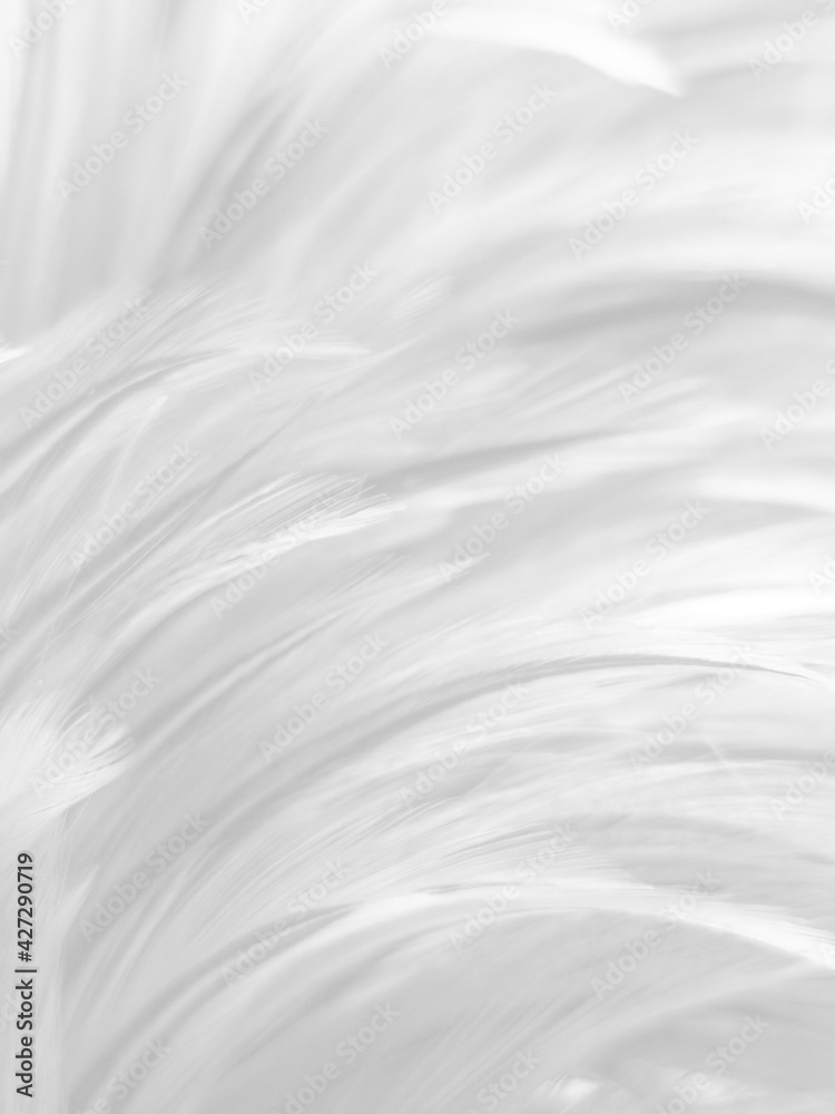 Beautiful abstract black feathers on white background and soft white feather texture on white texture pattern, dark theme wallpaper, gray feather background, gray banners, white gradient Beautiful abstract black feathers on white background and soft white feather texture on white texture pattern, dark theme wallpaper, gray feather background, gray banners, white gradient